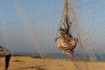 Quail hunting in Gaza bypasses environmental laws