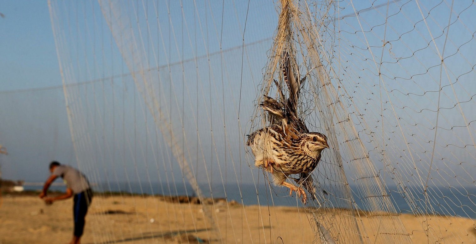 Quail hunting in Gaza bypasses environmental laws